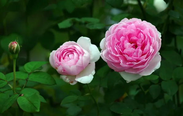 Picture macro, roses, garden, pink, buds