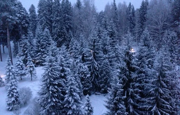 Picture snow, tree, new year, Rybinsk, Kstovo