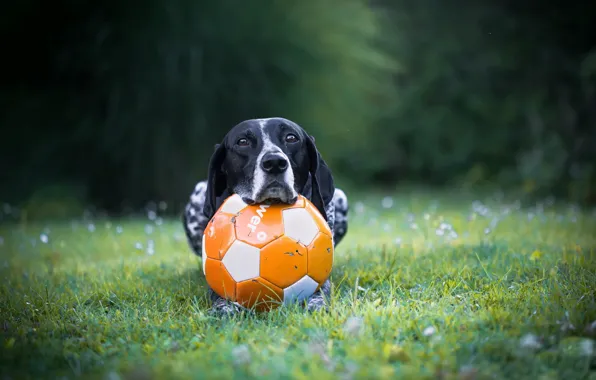 Picture each, the ball, dog