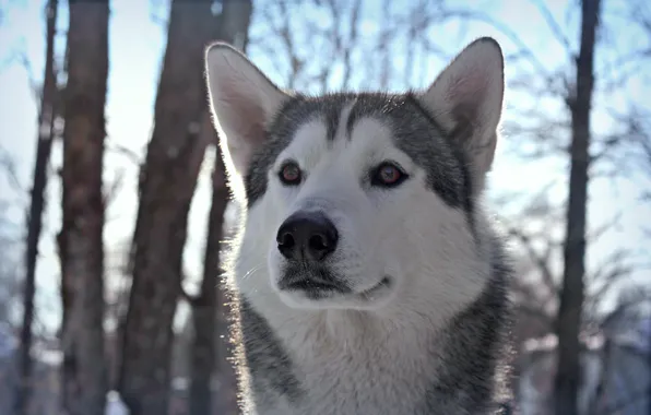 Each, dog, walk