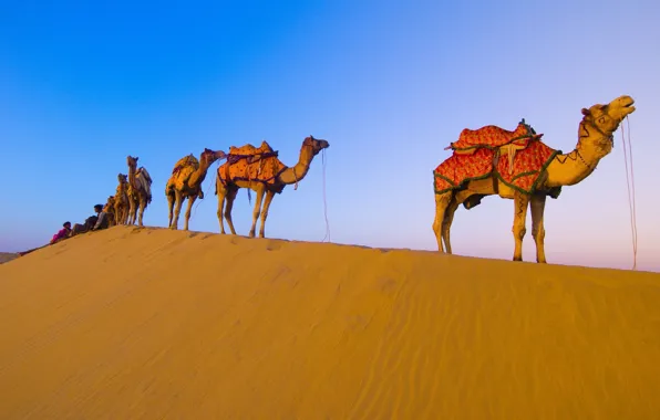 Desert, camels, caravan