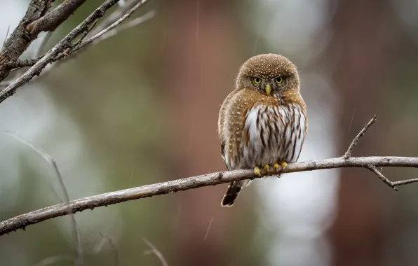 Bird, round, branch, owl