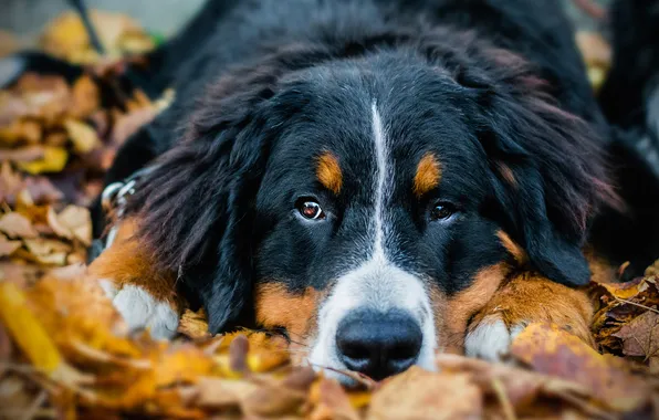 Sadness, autumn, look, nature, pose, foliage, portrait, dog