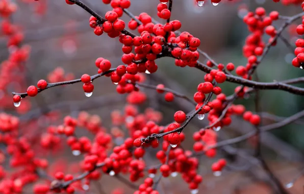 Picture drops, red, berries, rain, branch