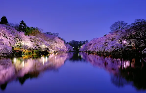 Picture the sky, trees, night, the city, cherry, lake, Park, Japan