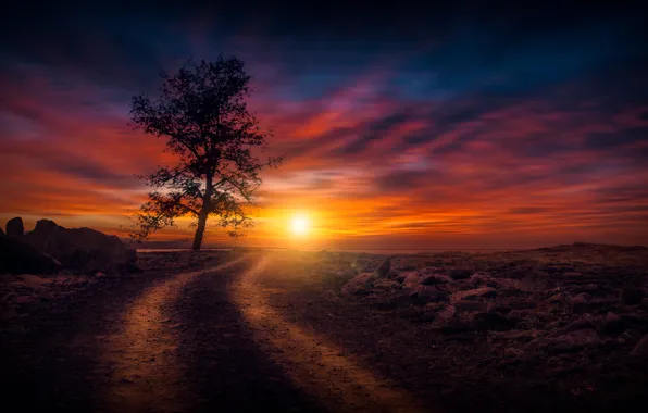 Picture road, the sky, the sun, trees, sunset