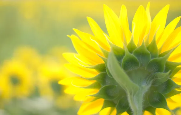 Picture flower, hat, sunflower, ass