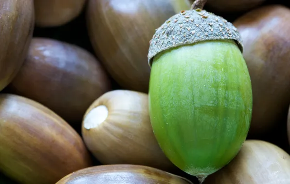 Green, seeds, acorns