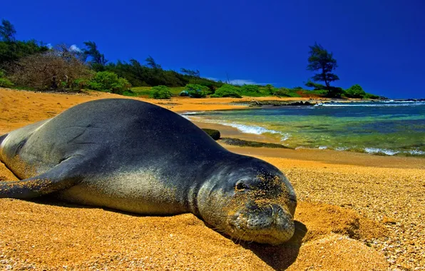 Picture sand, sea, the sky, landscape, shore, seal, cat