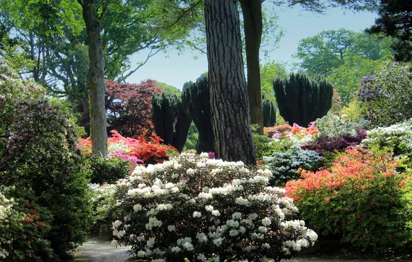 Trees, flowers, garden, UK, the bushes, Wales, Bodnant Gardens, rhododendrons
