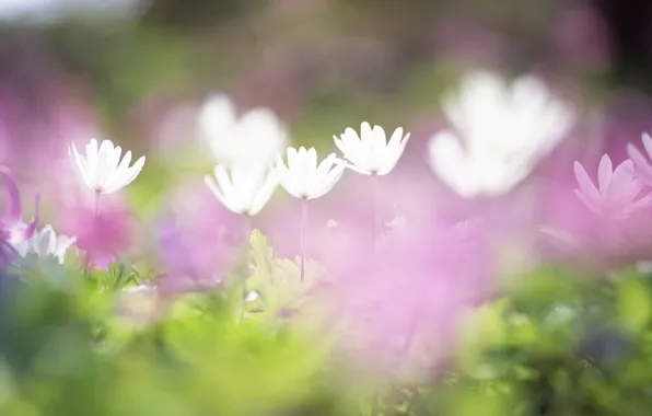 Field, grass, flowers, tenderness, blur, white, lilac