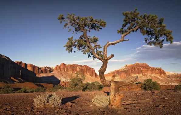 Picture tree, rocks, desert