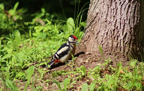 Forest, summer, trees, nature, plants, woodpecker, grove, June