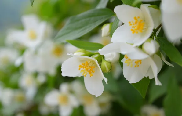 Picture Spring, Spring, Flowering, Flowering