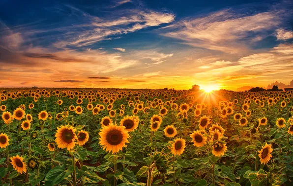 Field, the sky, sunflowers, sunset, Germany