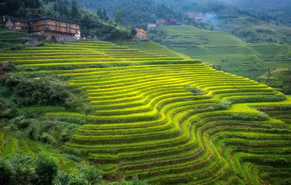 Mountains, house, slope, China, tea plantation, Guangxi, terraces