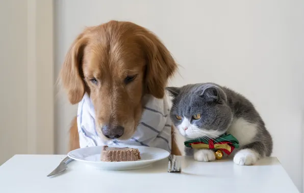 Cat, cat, look, pose, interest, table, together, food