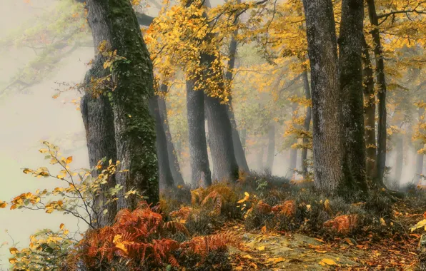 Picture autumn, forest, fog