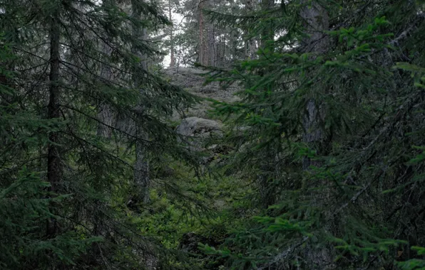 Forest, trees, nature, Finland, Finland, Espoo, Espoo, Nuuksio National Park