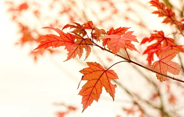 Macro, Nature, Autumn, Leaves, Branches, Maple