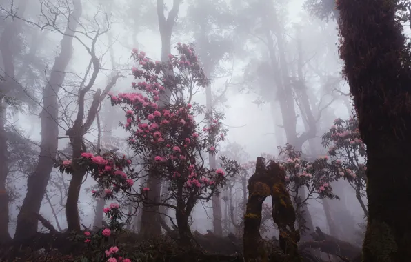 Picture forest, trees, flowers, nature, fog, haze