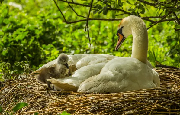 Picture birds, branches, nature, swans, chick