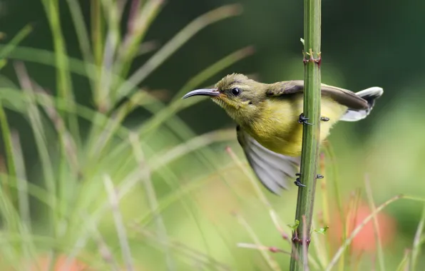 Picture grass, bird, branch, bird, the Sunbird, Sunbird