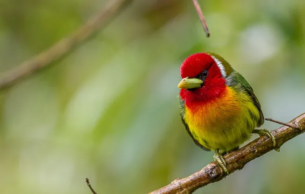 Picture background, bird, branch, blur, Andean, eubucco