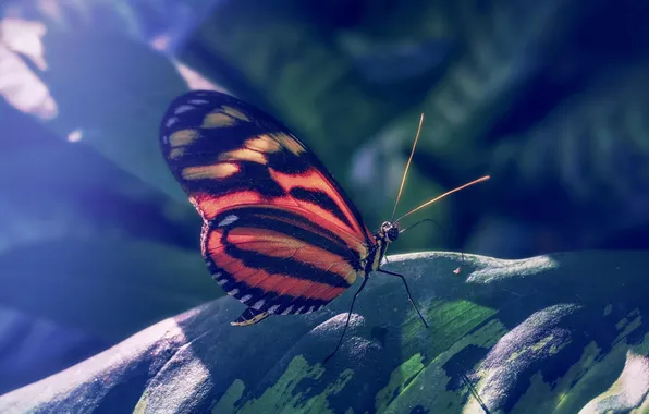 Leaves, microsemi, wings, Butterfly, insect, beautiful, closeup