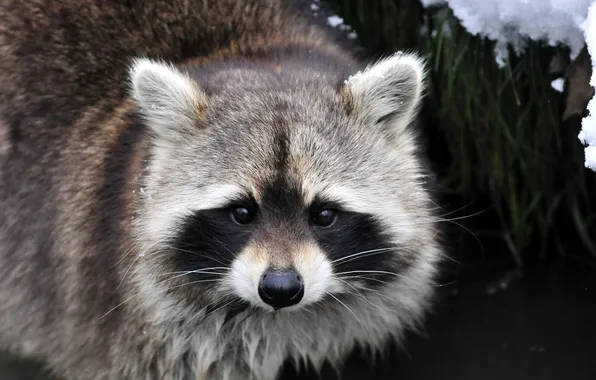 Picture look, face, raccoon