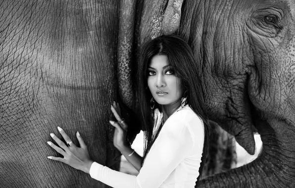 Look, face, hair, elephant