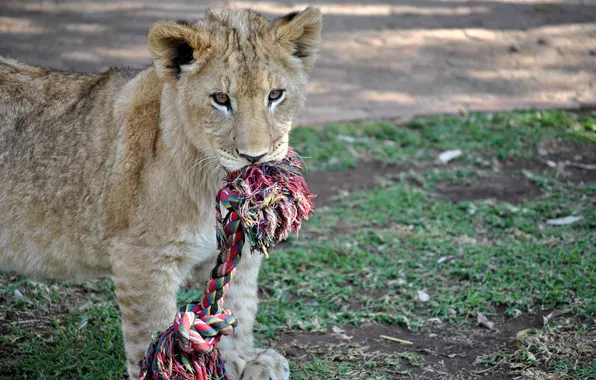 Cat, toy, Leo, cub, lion