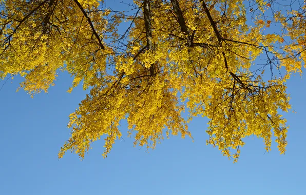 Autumn, the sky, leaves, tree, branch