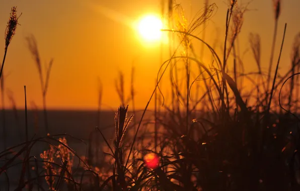 Grass, the sun, rays, landscape, sunset, nature, plant, sunset