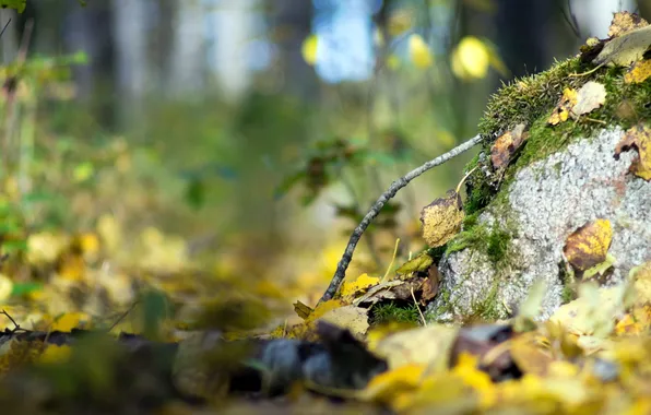 Autumn, macro, nature
