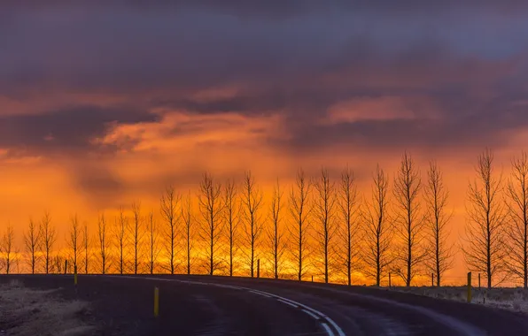 Picture road, trees, landscape, sunset