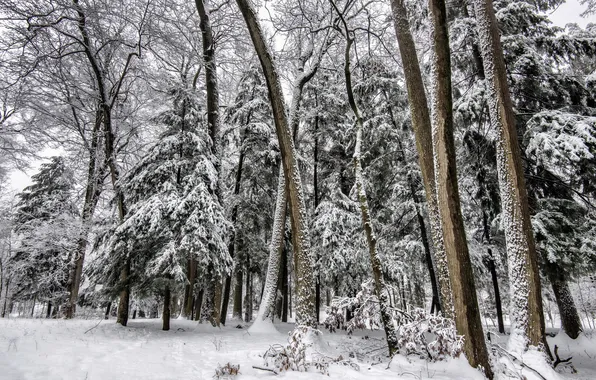Picture winter, forest, snow