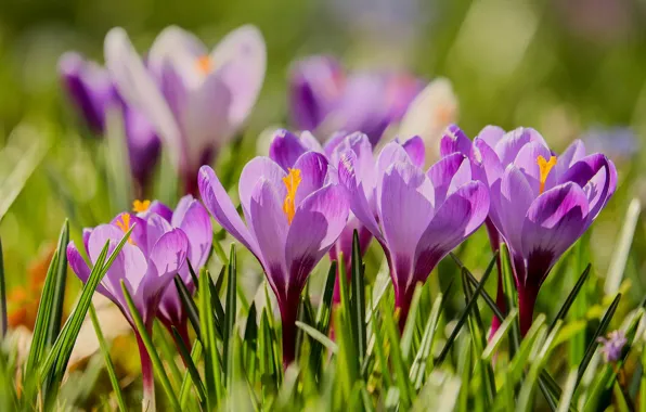 Spring, flowering, Crocuses