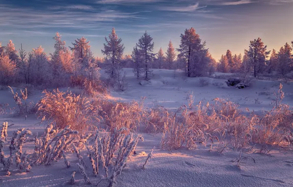 Winter, frost, forest, the sky, clouds, light, snow, landscape