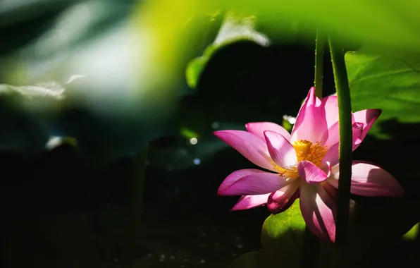 Picture leaves, light, flowers, the dark background, petals, stem, Lotus, pink