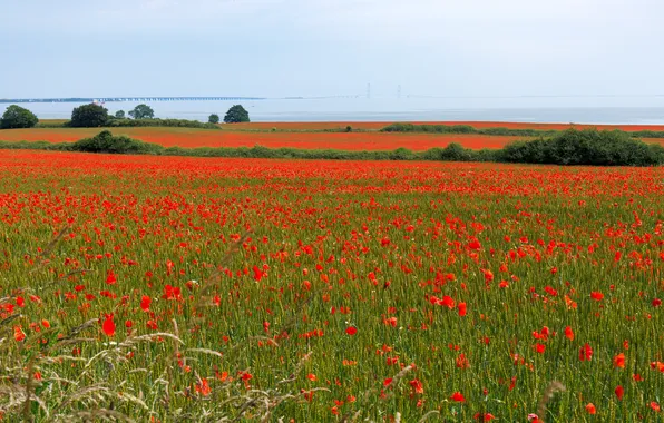 Summer, flowers, Maki, dal, meadow, red, poppy field