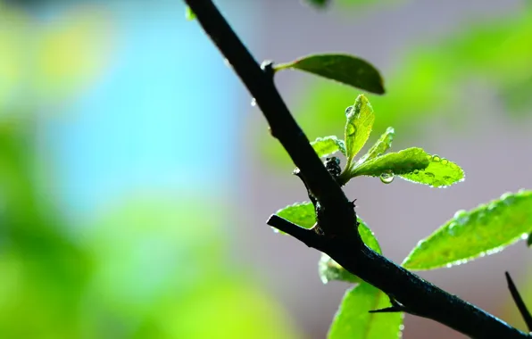 Leaves, water, macro, green, Rosa, background, widescreen, Wallpaper