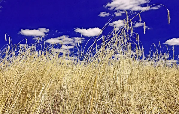 Wheat, field, the sky, clouds