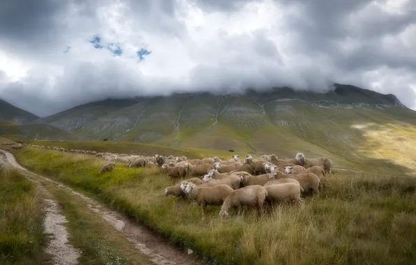 Picture road, field, clouds, mountains, fog, sheep, slope, pasture