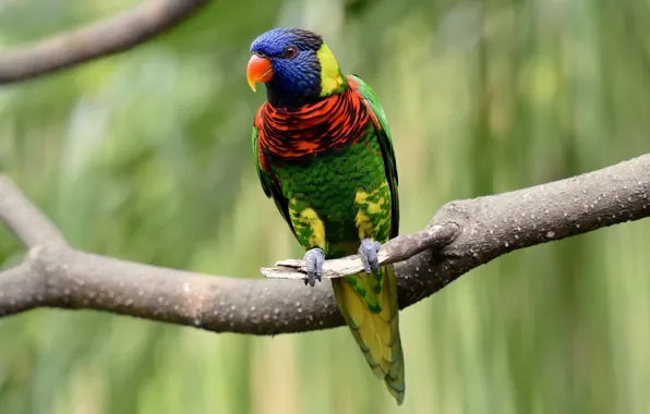 Picture branches, bird, feathers, beak, parrot, tail