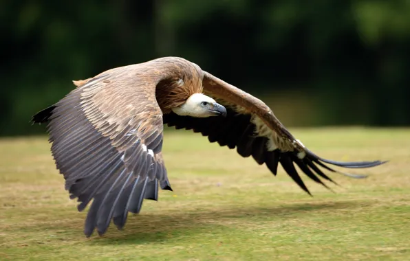 Picture WINGS, FLIGHT, BIRD, FEATHERS, TAIL, GRIF, SCAVENGER