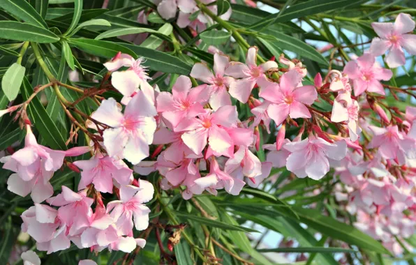 Picture petals, pink, oleander