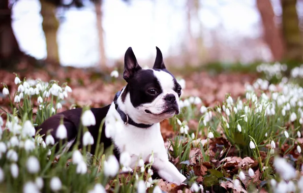 Picture flowers, dog, spring