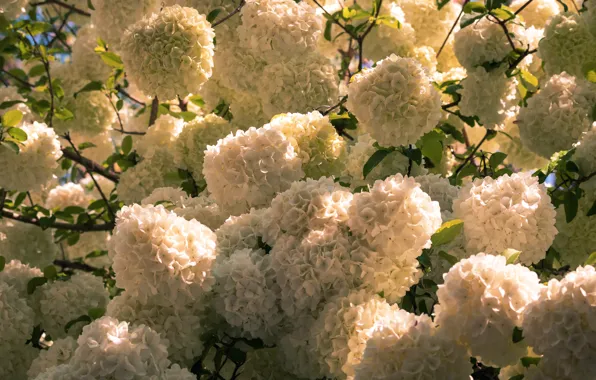 Summer, light, flowers, branches, white, flowering, a lot, inflorescence