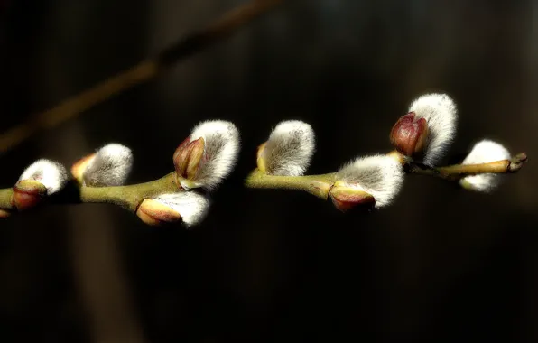 Macro, nature, the dark background, branch, spring, kidney, Verba